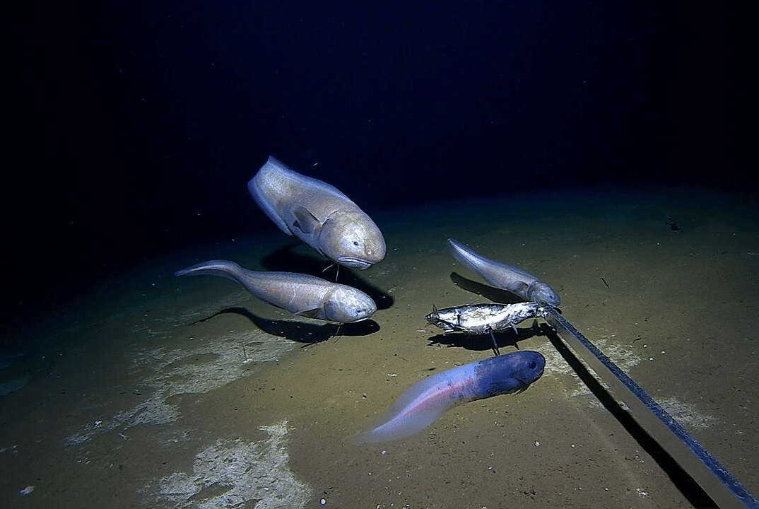 ikan siput
