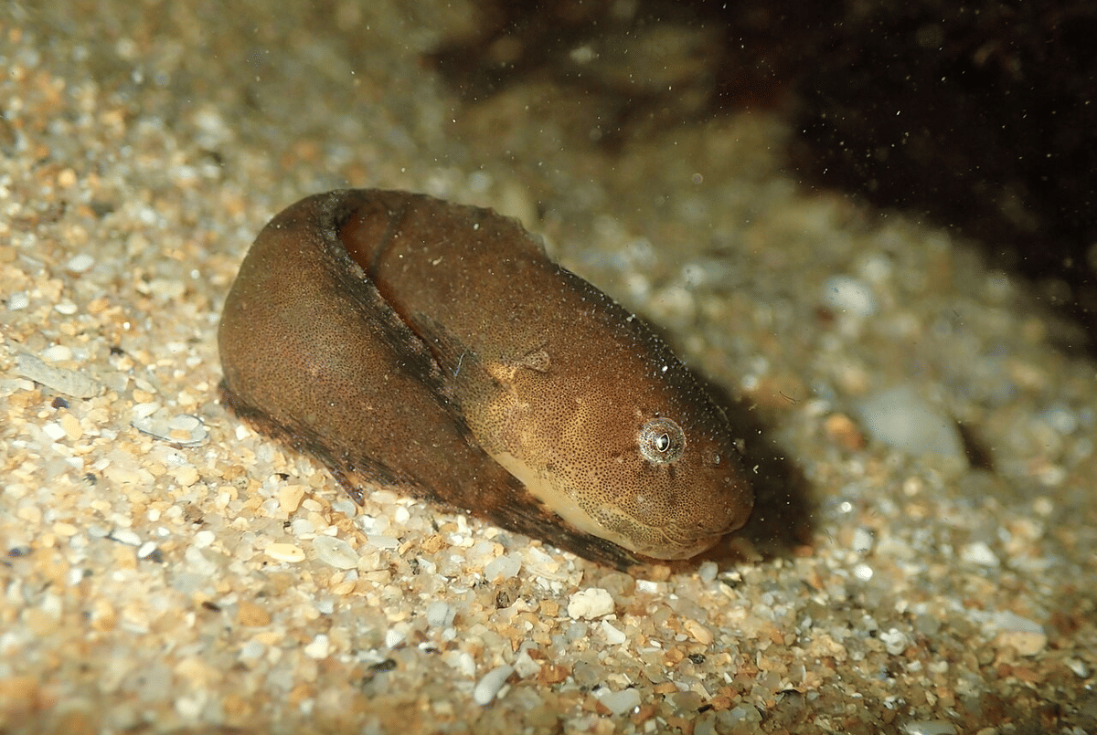 5 Fakta Unik dan Menarik Ikan Siput, Tubuhnya Mirip Kecebong