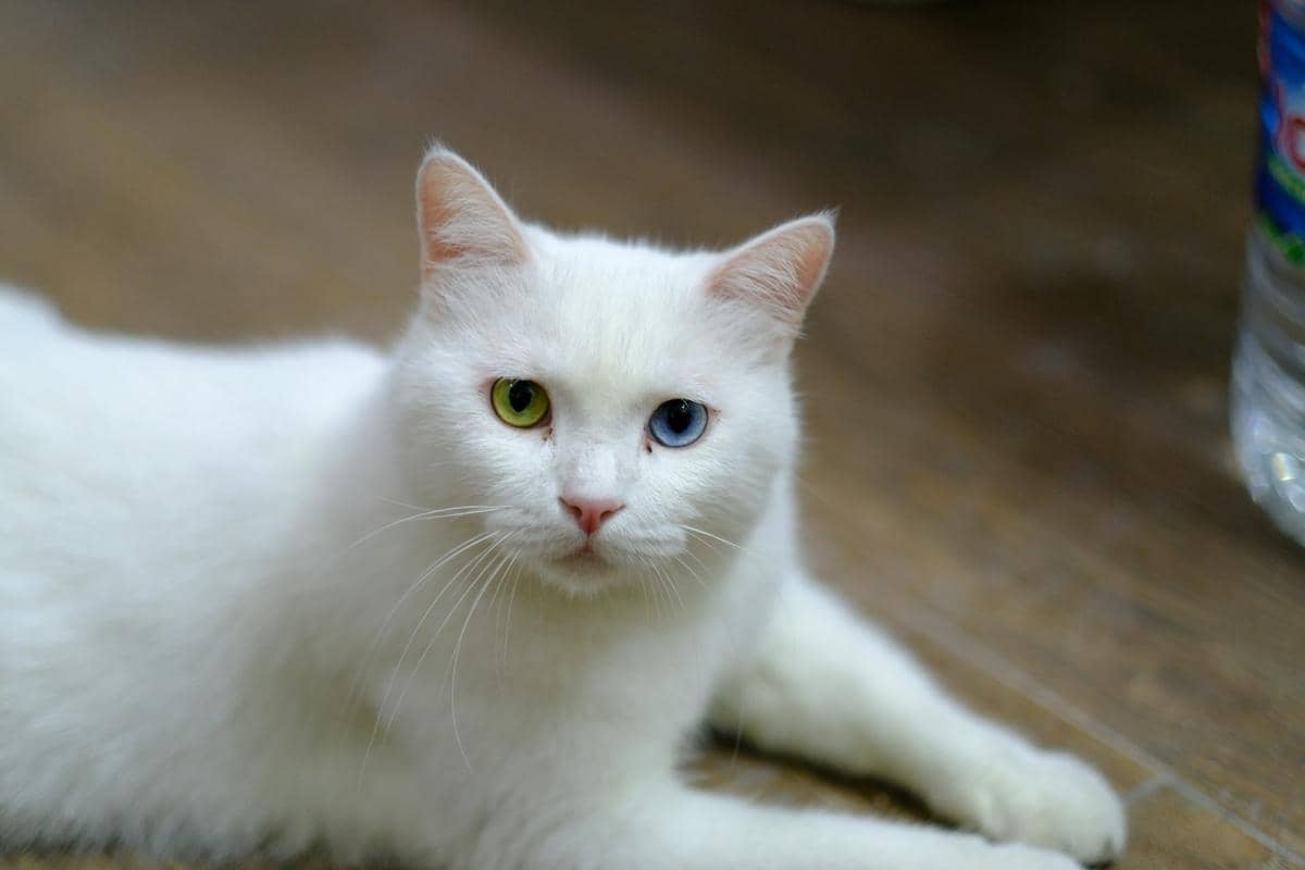 Kucing khao manee