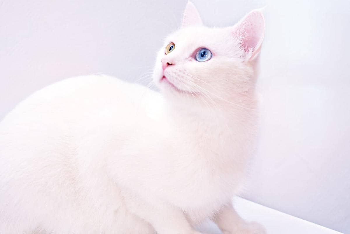 5 Fakta Kucing Khao Manee, Ras Langka Bertata Berlian dari Thailand