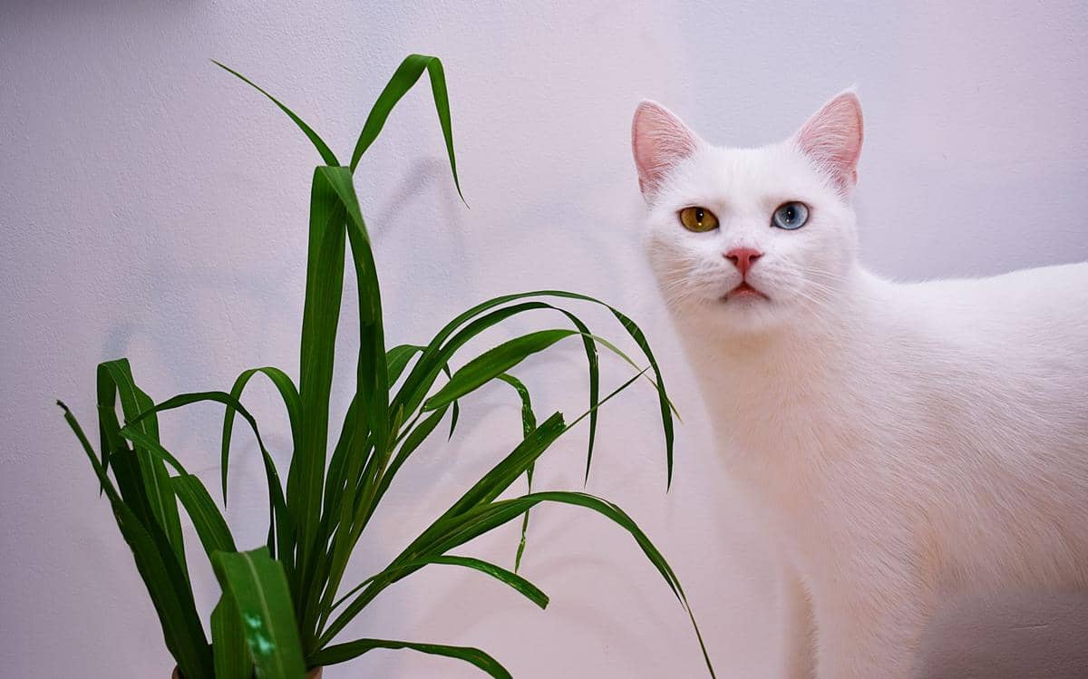 Kucing khao manee