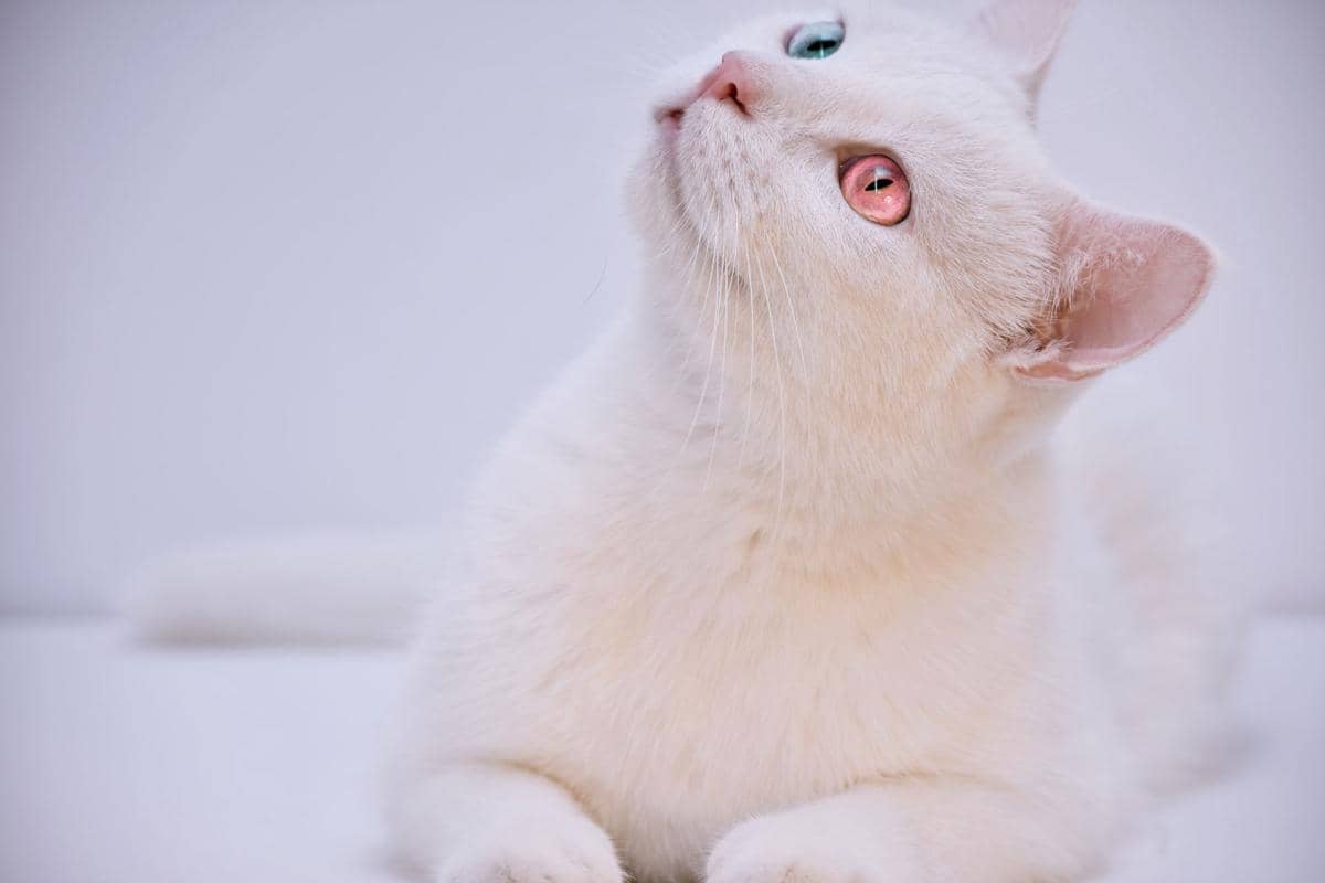 Kucing khao manee