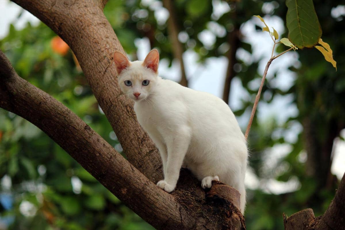 Kucing khao manee