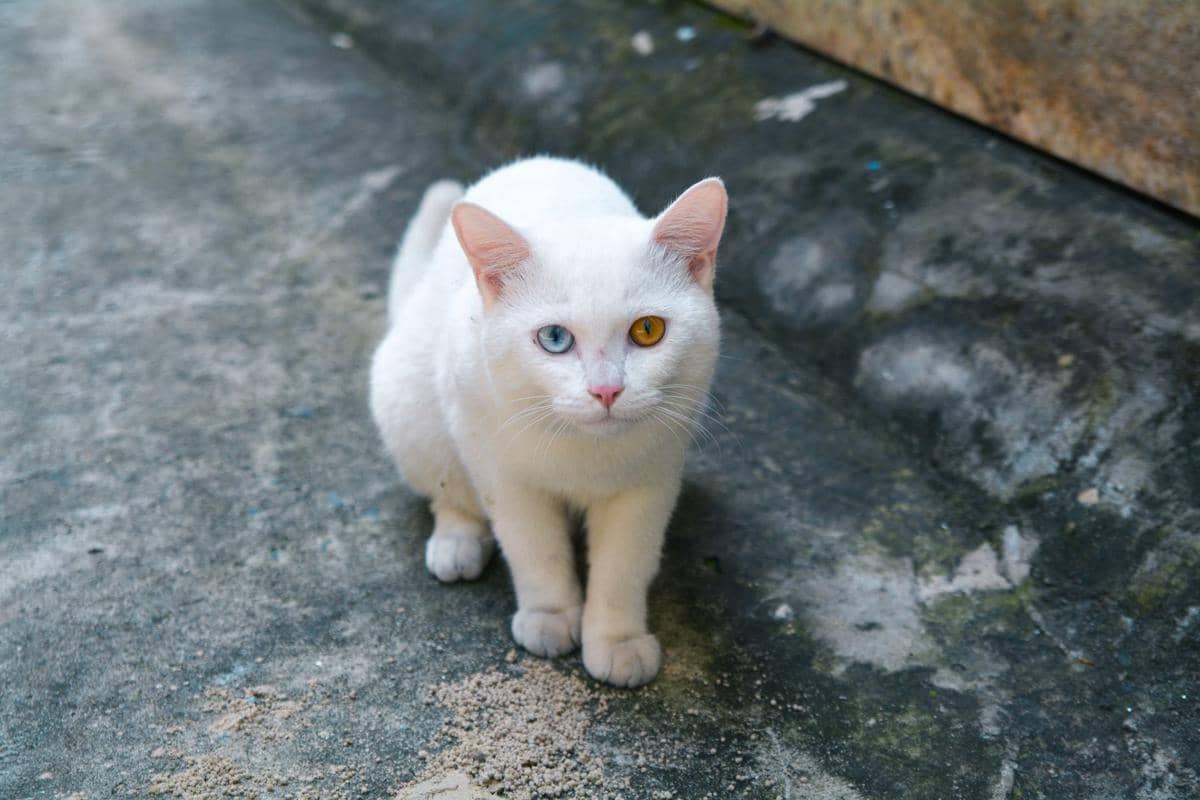 Kucing khao manee