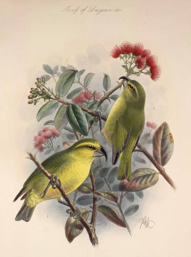 Burung kiwikiu atau Maui parrotbill