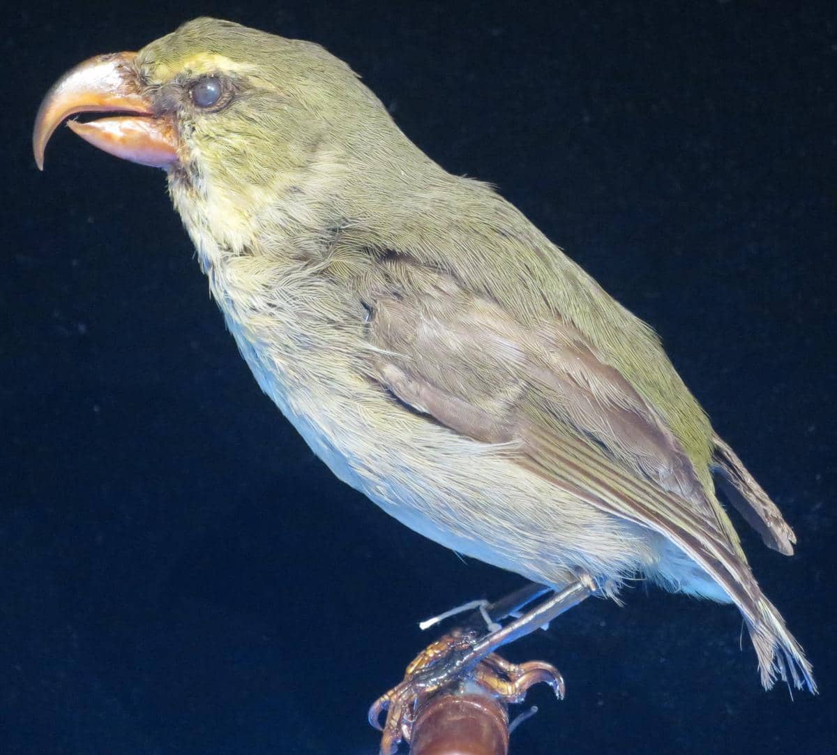 Burung kiwikiu atau Maui parrotbill