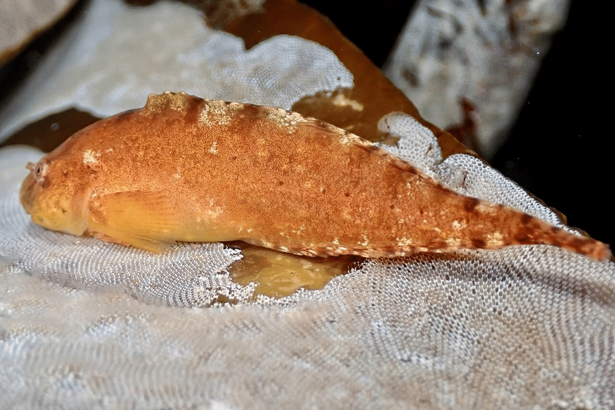 ikan siput