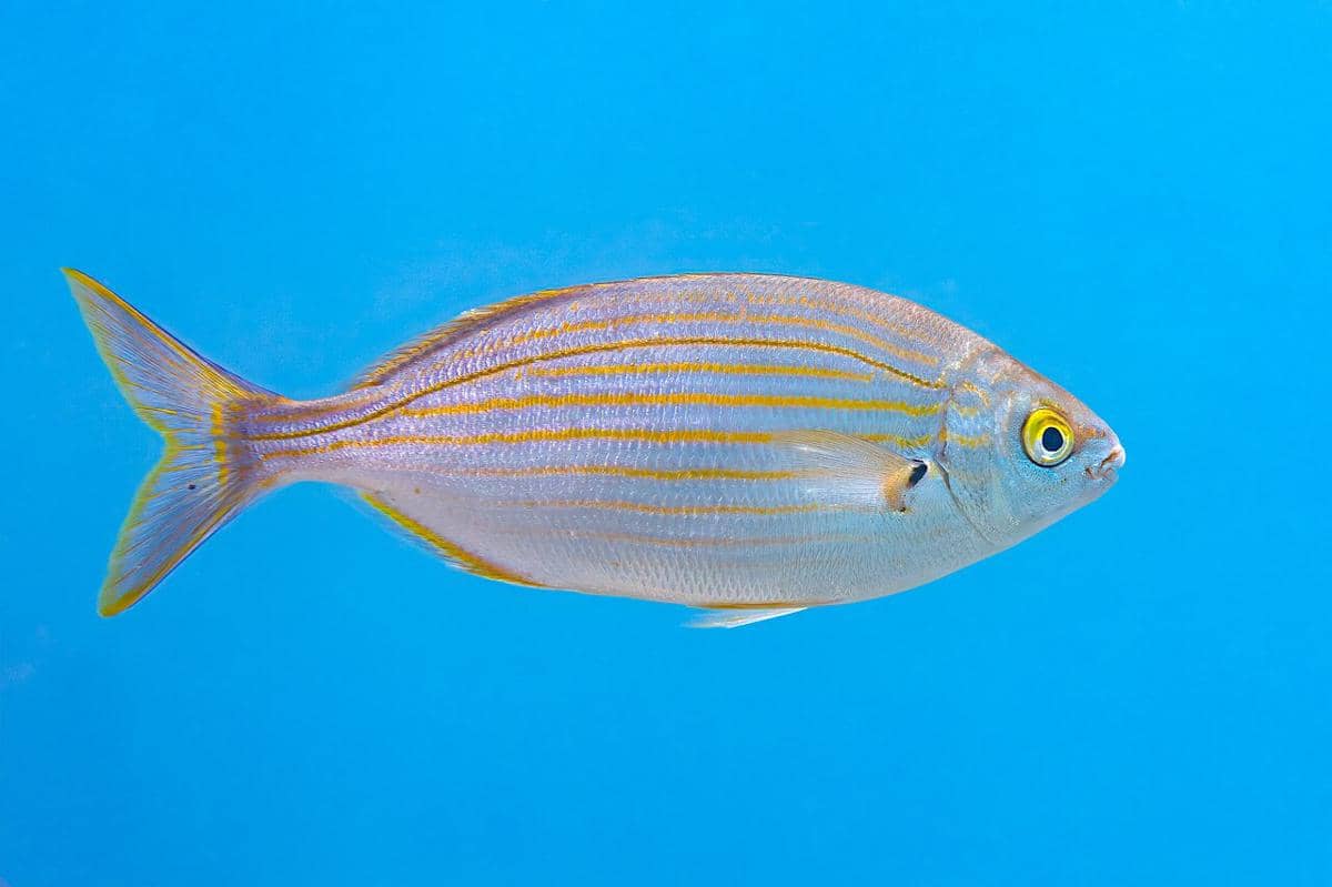 salema porgy