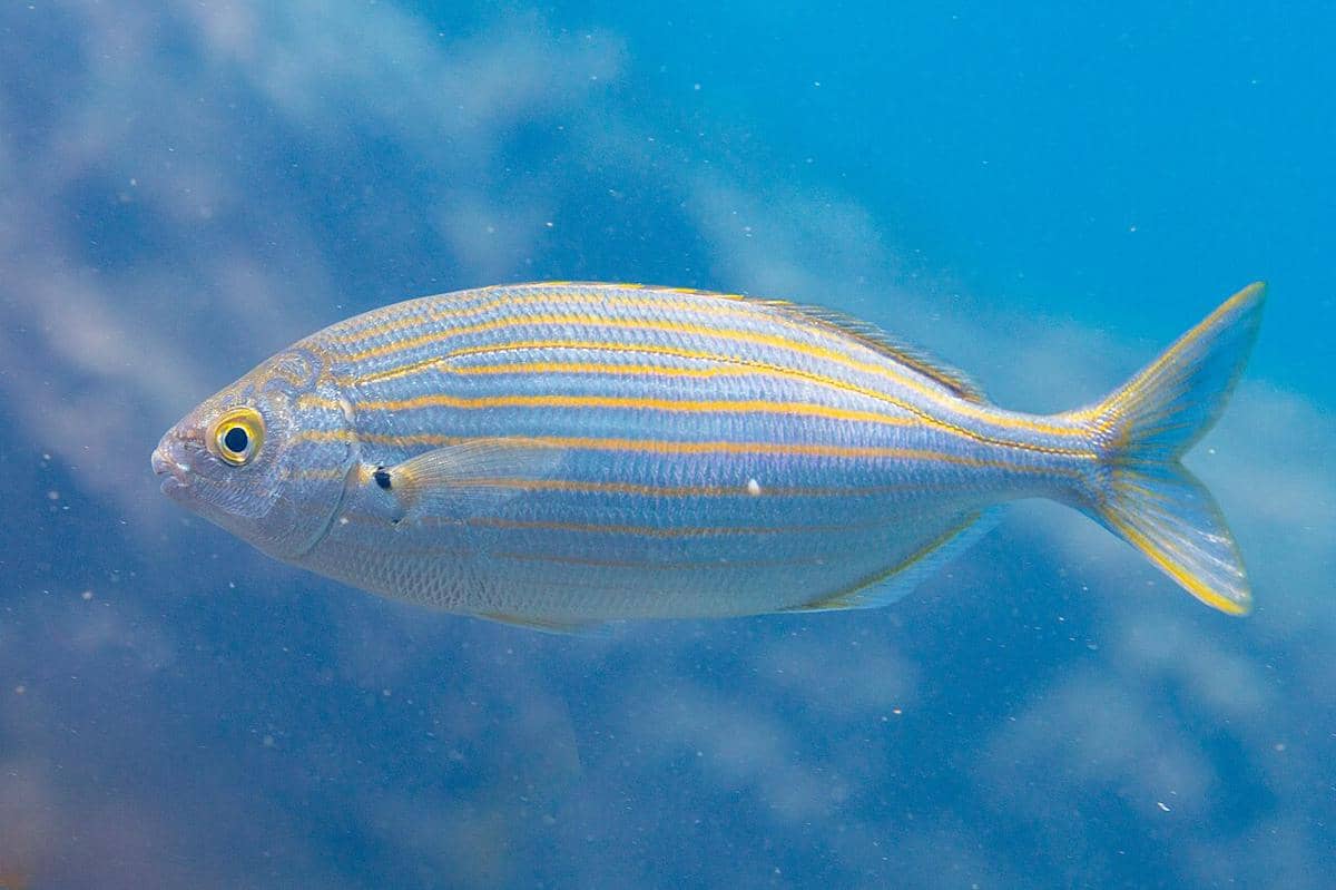 5 Fakta Menarik Salema Porgy, Sering Dikonsumsi tapi Beracun