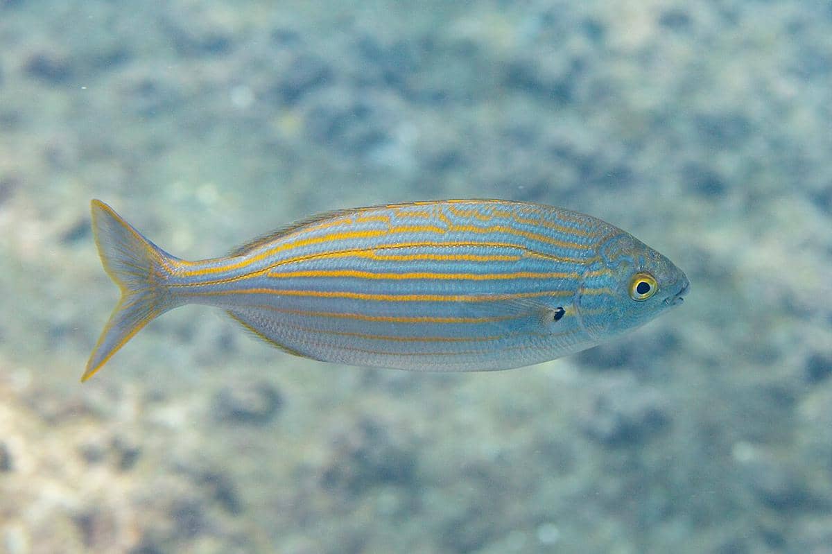salema porgy