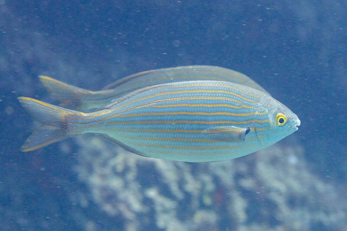 salema porgy