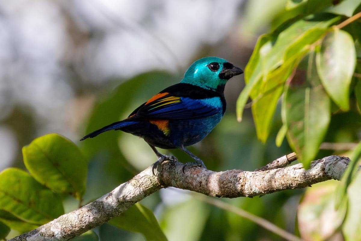 Burung tanager tujuh warna