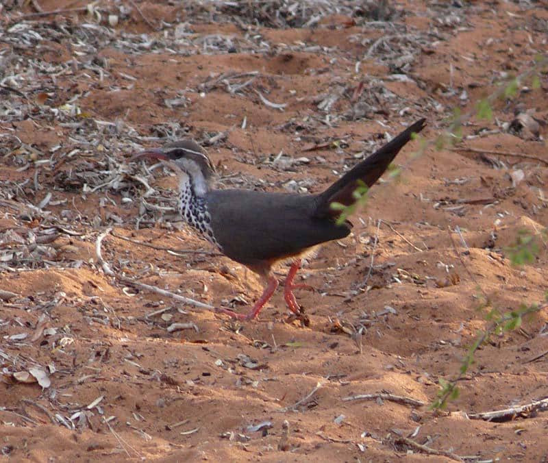 Burung mandar-dara subgurun mencari makan.