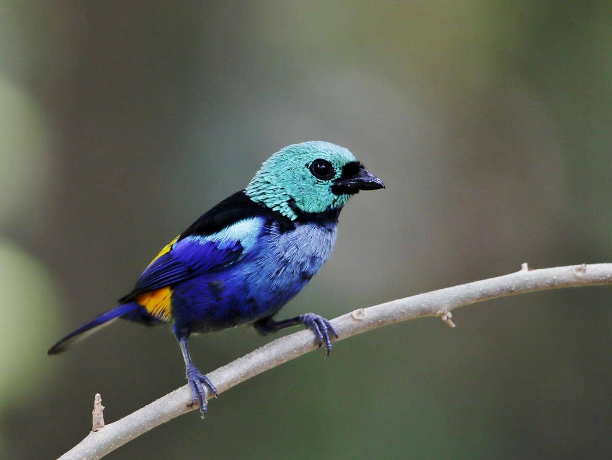 5 Fakta Tanager Tujuh Warna, Perpaduan Warna Bulunya Sangat Memukau