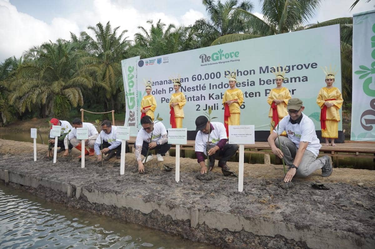 Nestlé Indonesia Tanam 60 Ribu Tanaman Mangrove di Paser