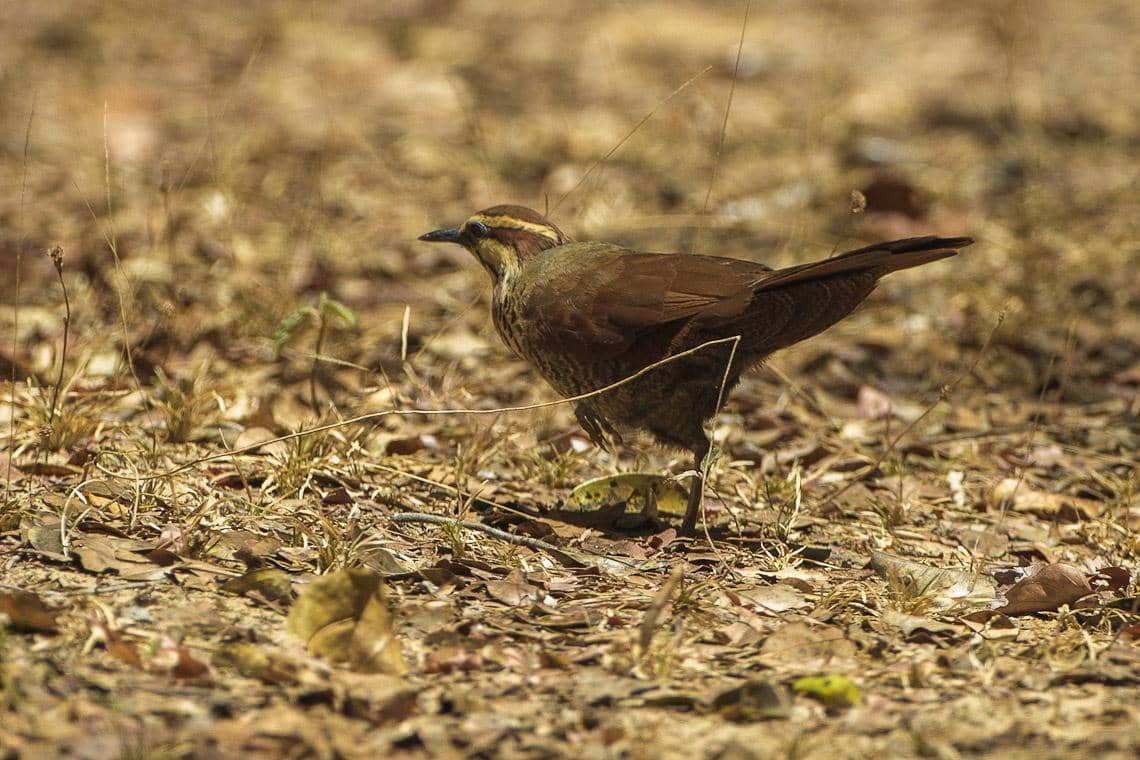 Burung mandar-dara dada-putih mencari makan.