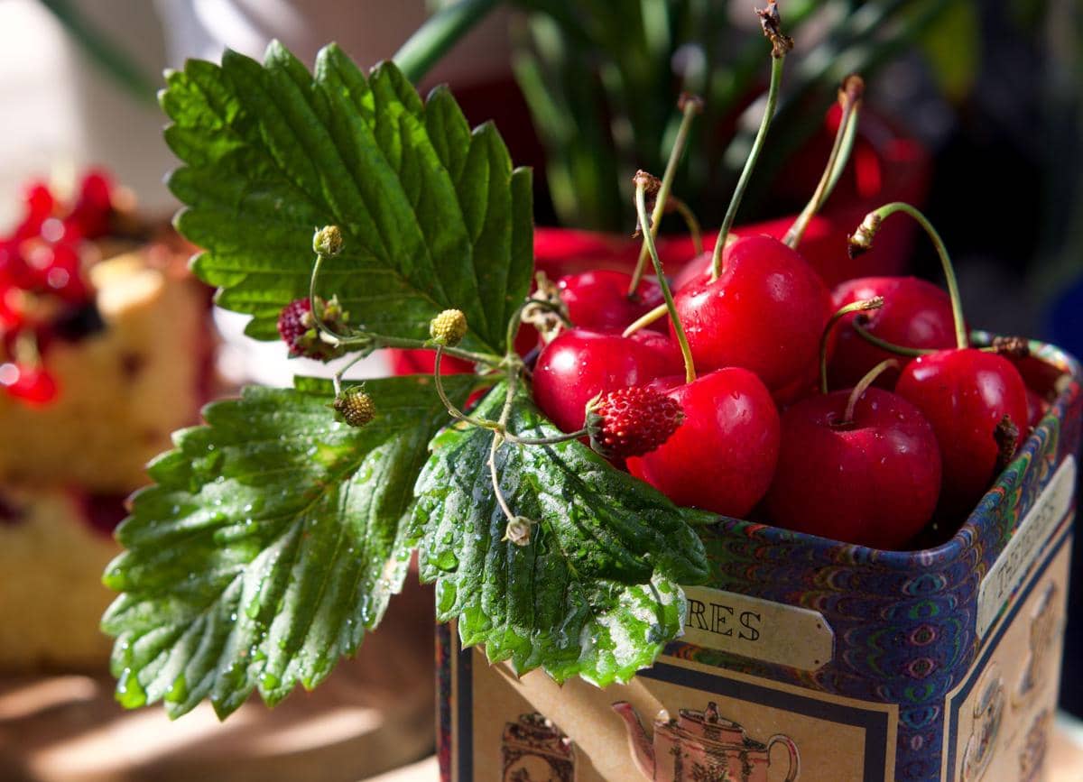 Beberapa buah ceri merah segar dengan daun hijau basah disusun dalam wadah bermotif klasik di bawah cahaya alami.