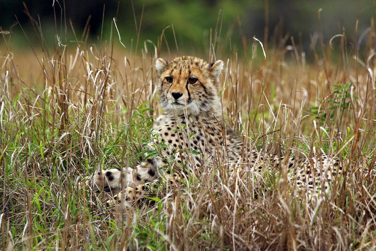 cheetah