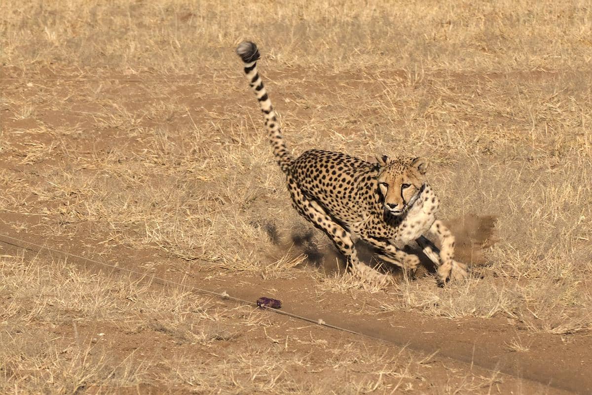 cheetah