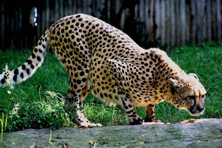 cheetah