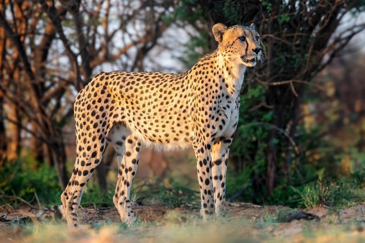 5 Fakta Unik Cheetah, Predator Darat Tercepat di Dunia