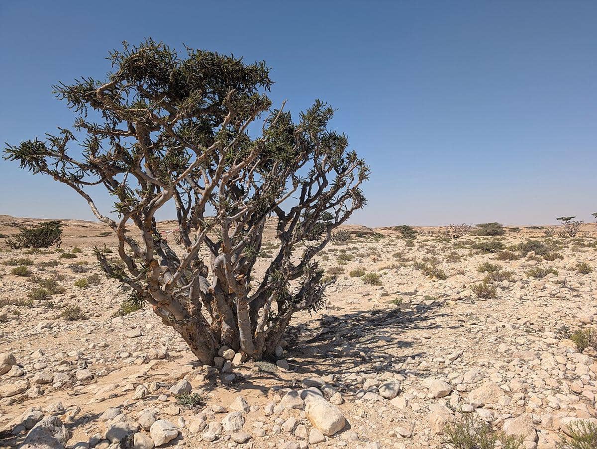 Boswellia sacra
