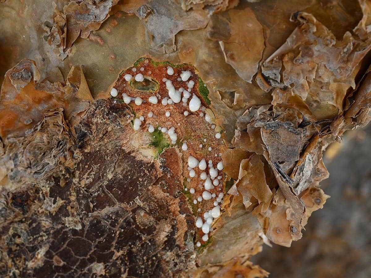 getah Boswellia sacra
