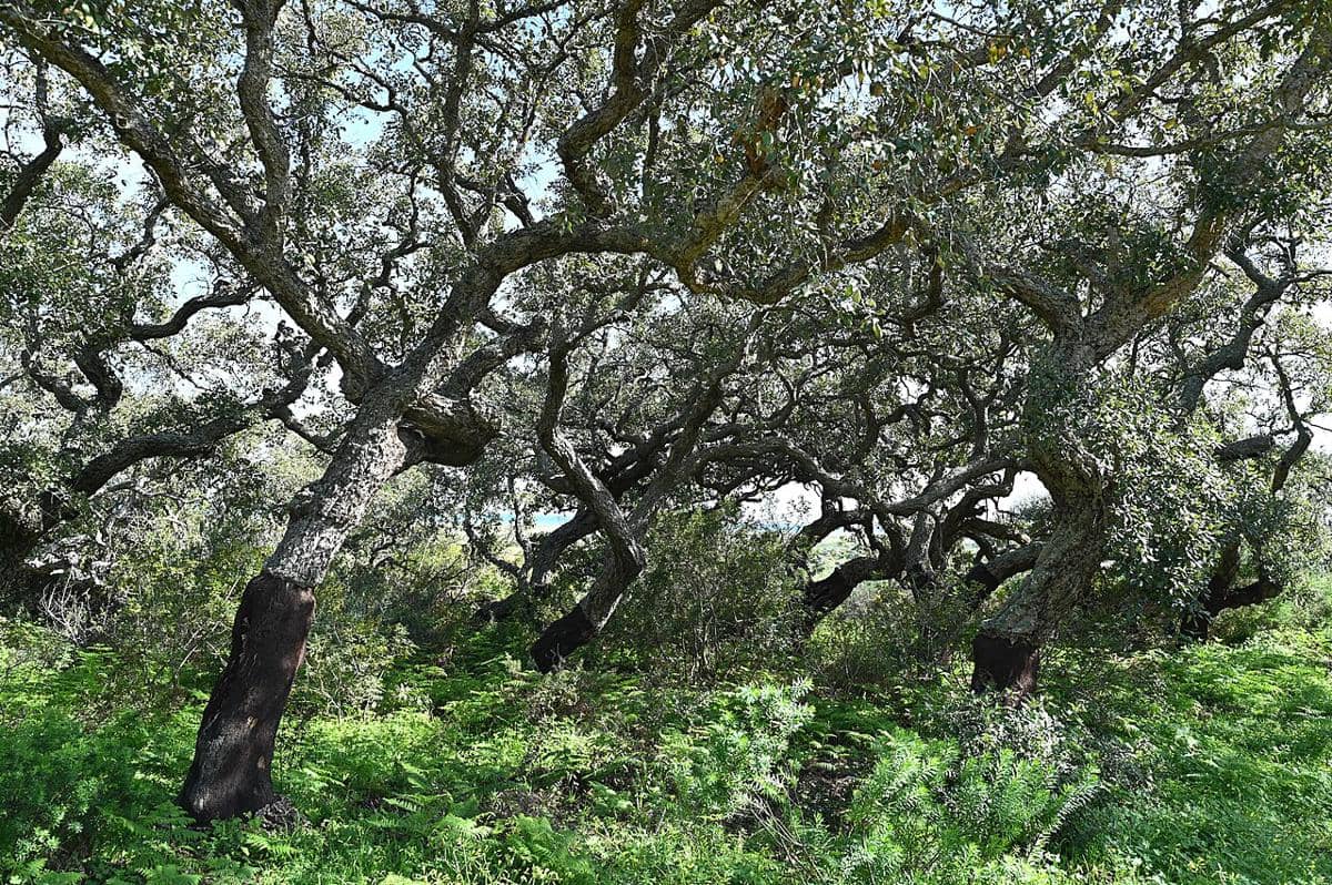 Quercus suber