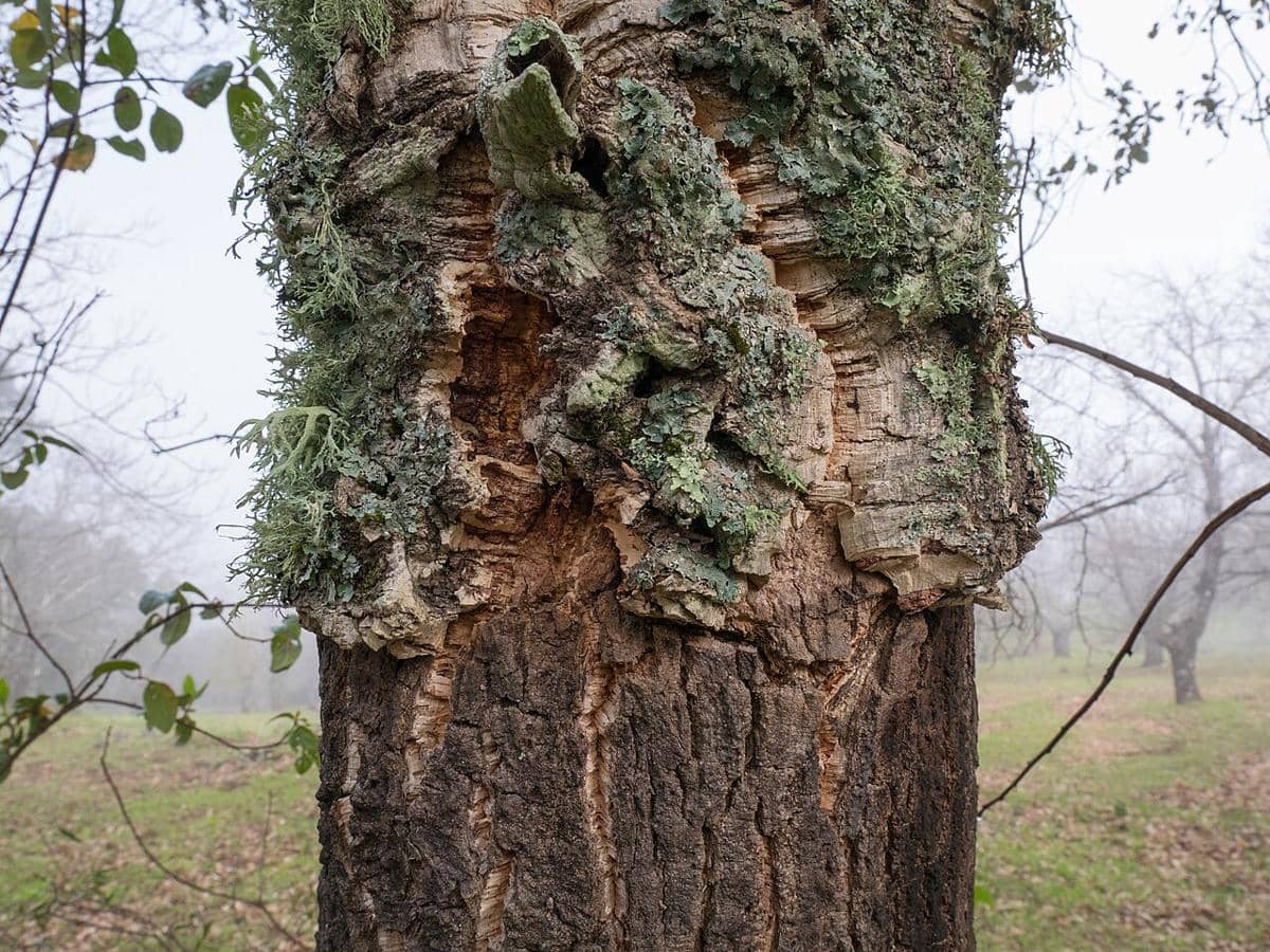 Quercus suber