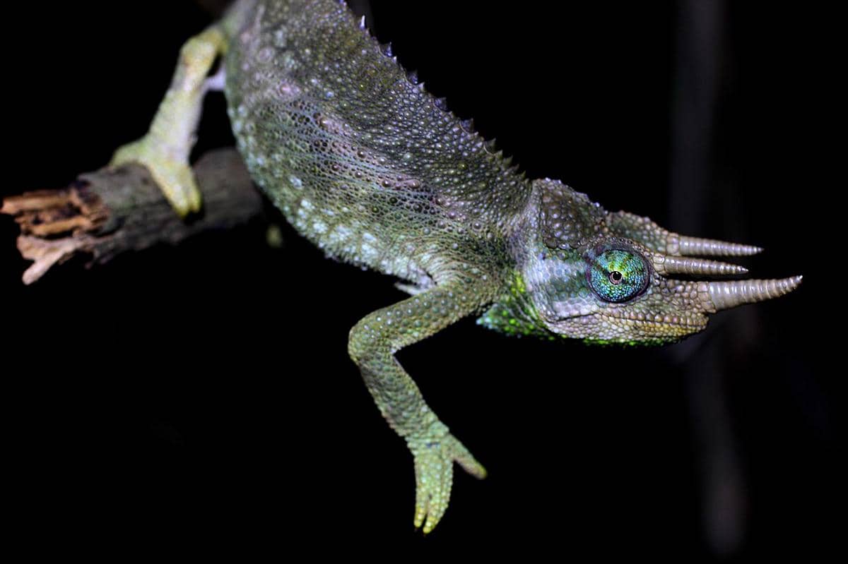 Trioceros jacksonii