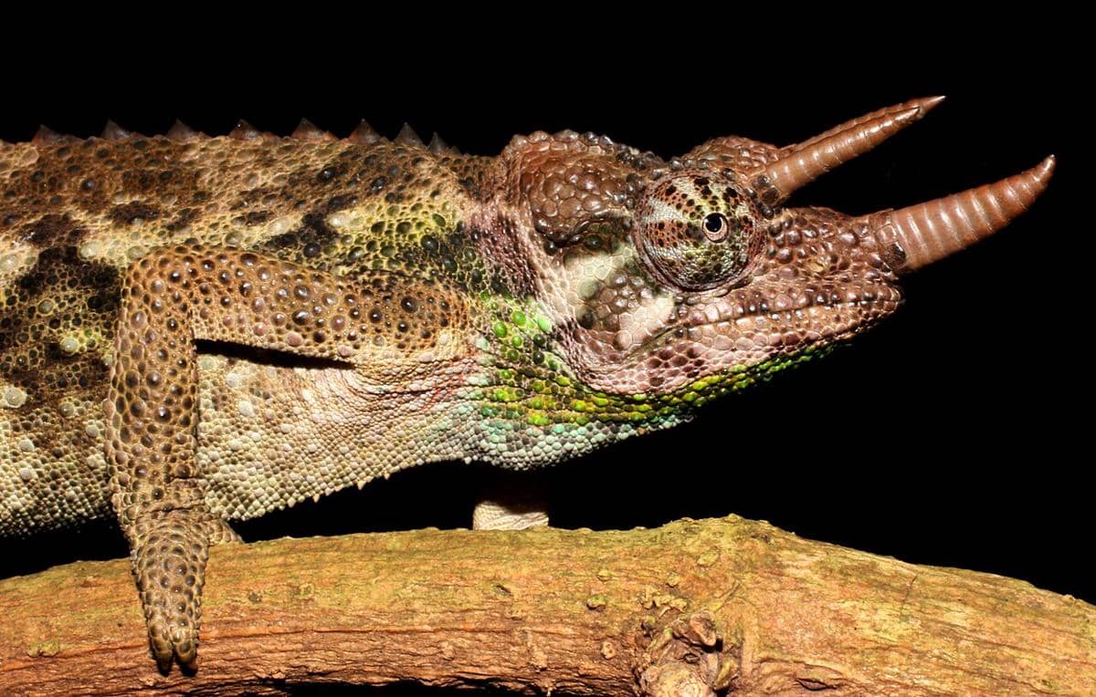 Trioceros jacksonii