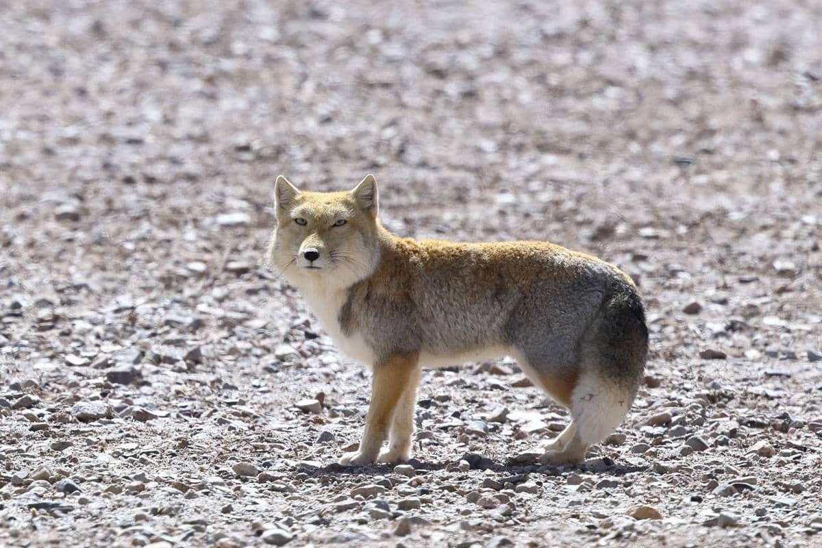 5 Fakta Tibetan Fox, Dapat Beradaptasi di Suhu Dingin dan Panas