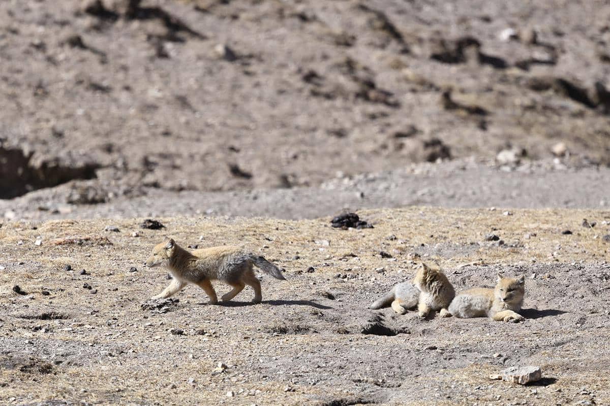 Tibetan fox