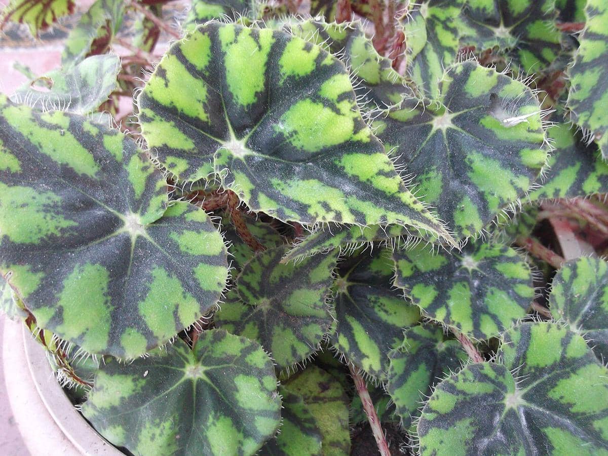 ilustrasi begonia rhizomatous