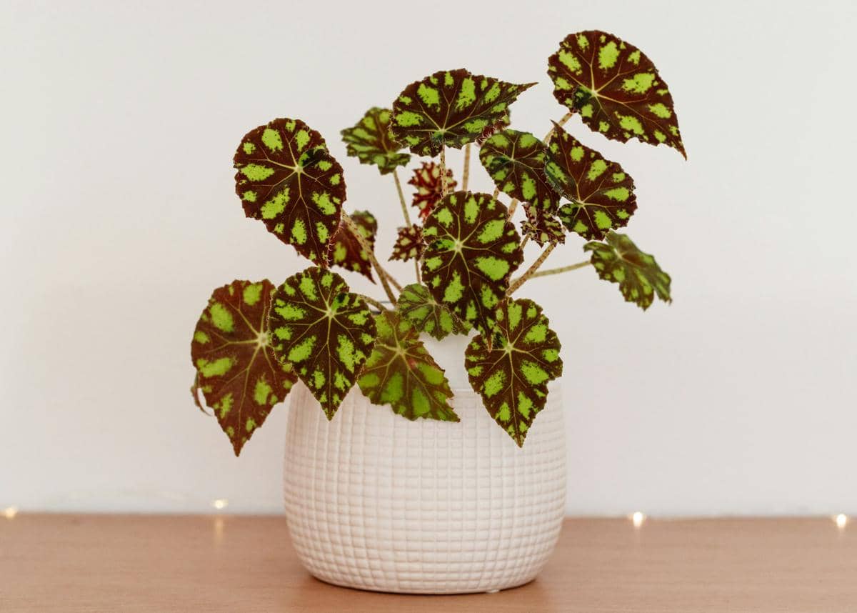 5 Jenis Tanaman Begonia yang Cantik, Pas buat Dekorasi Rumah Minimalis