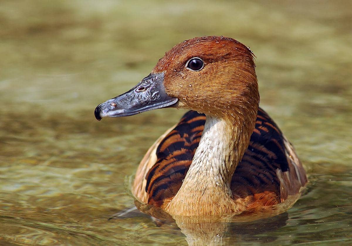 potret burung belibis