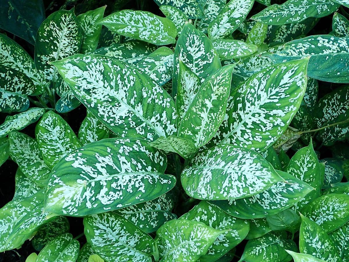ilustrasi dieffenbachia exotica
