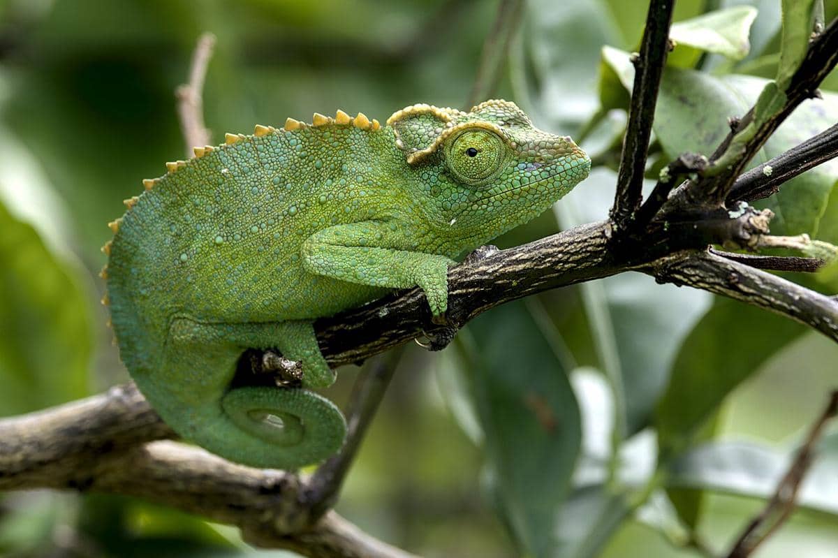 Chameleon jackson