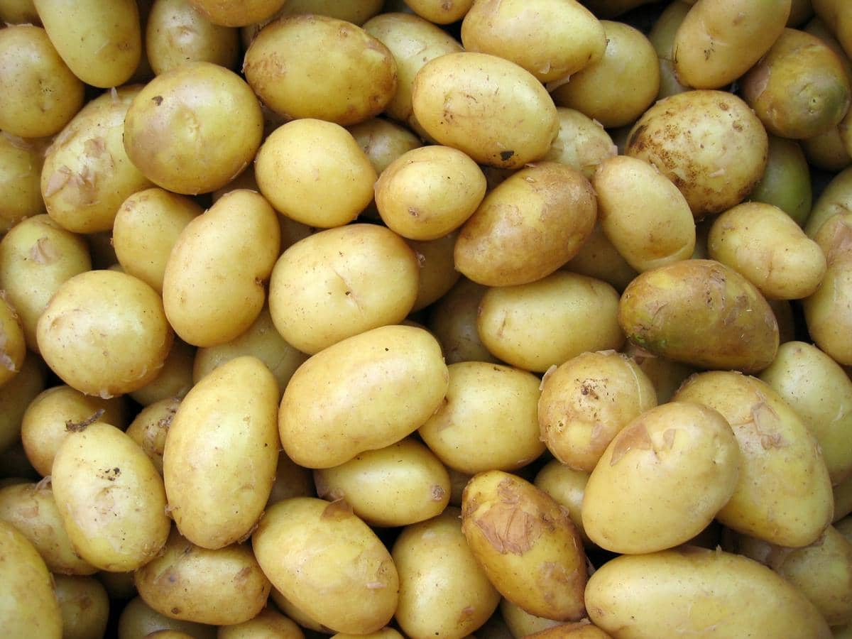 Tumpukan kentang segar berwarna kuning kecokelatan dengan kulit tipis dan sedikit tanah yang masih menempel di permukaannya.