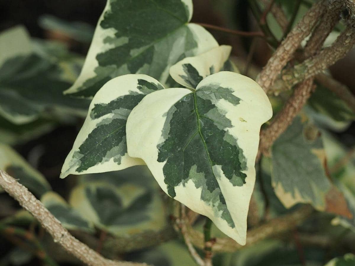 ilustrasi algerian ivy