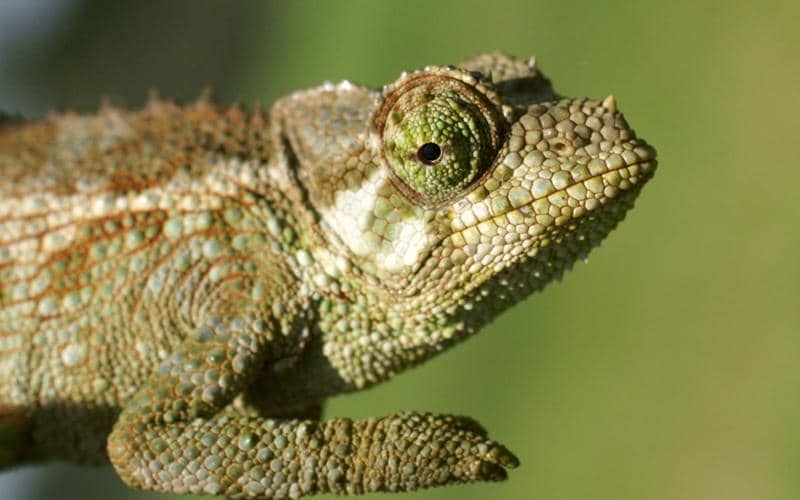 Chameleon jackson