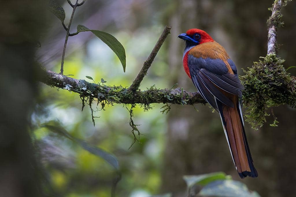 Burung Harpactes whiteheadi