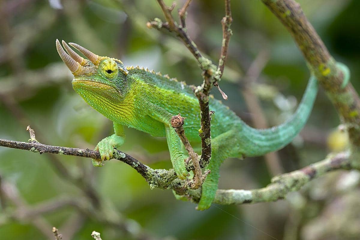 5 Keunikan Chameleon Jackson, Bertanduk Tiga seperti Triceratops