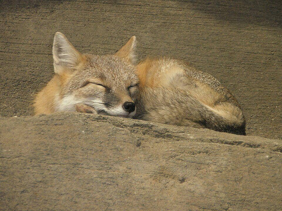 Tibetan fox