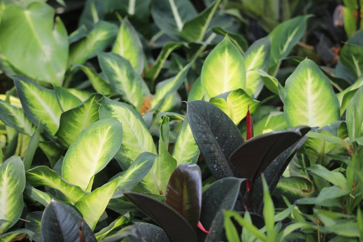 ilustrasi dieffenbachia tropic marianne