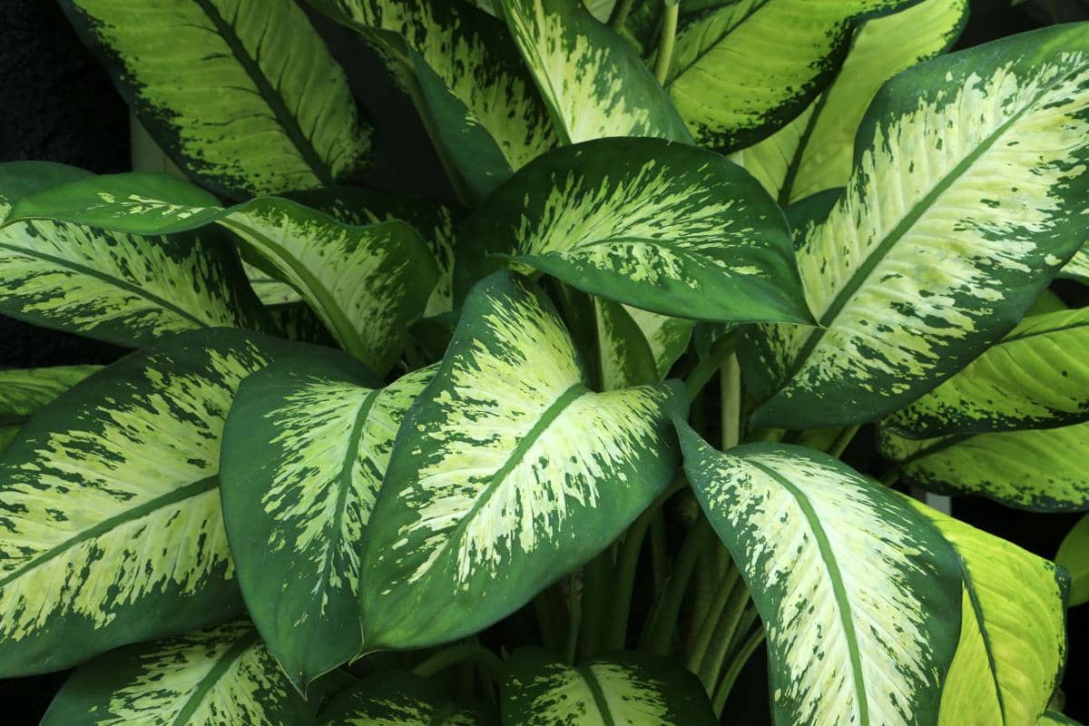 ilustrasi dieffenbachia seguine