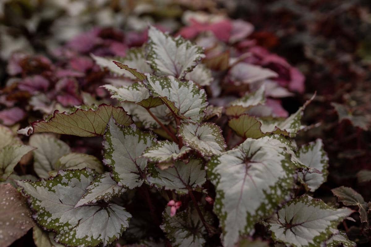 ilustrasi begonia rex