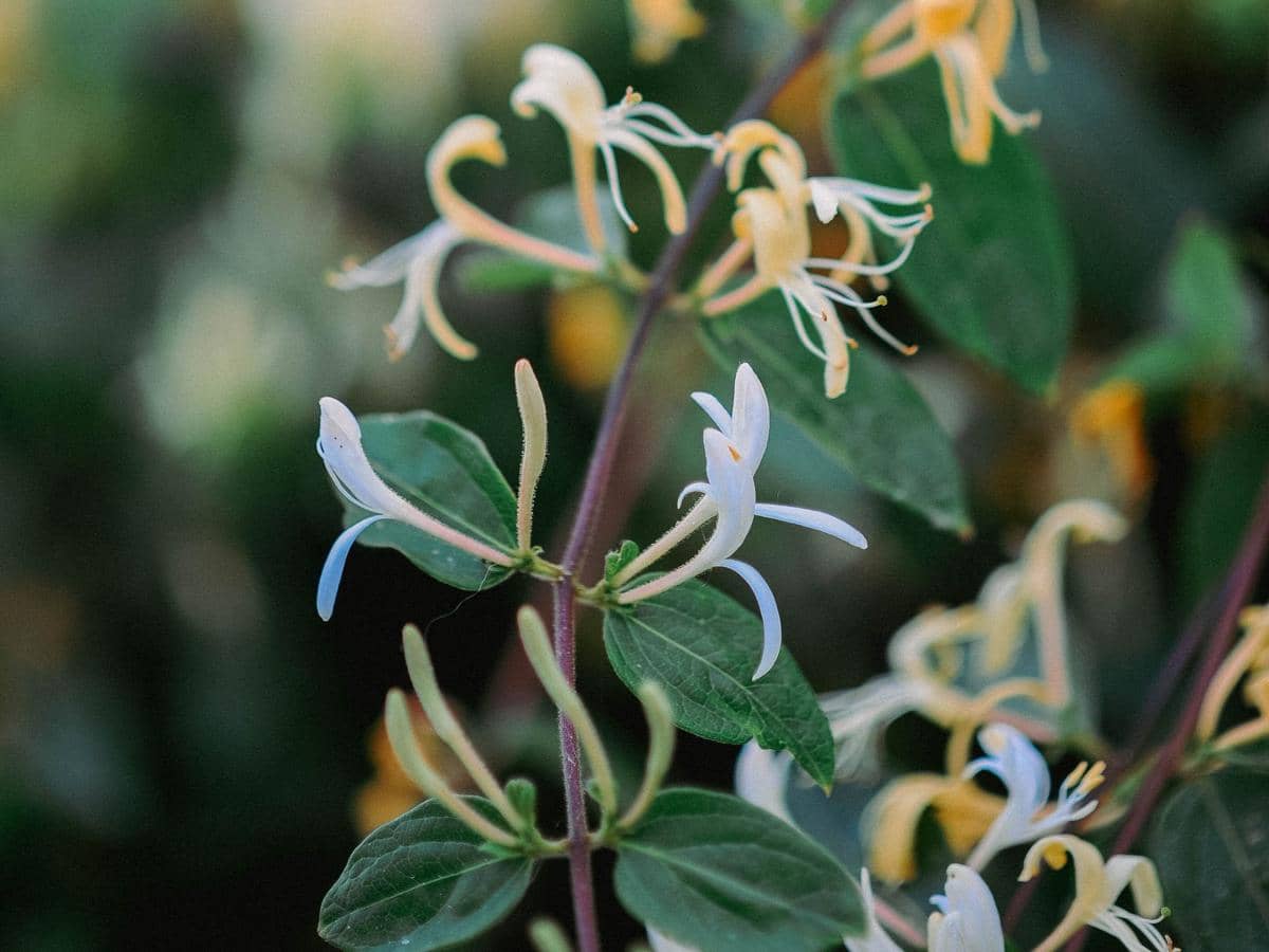 ilustrasi lonicera japonica
