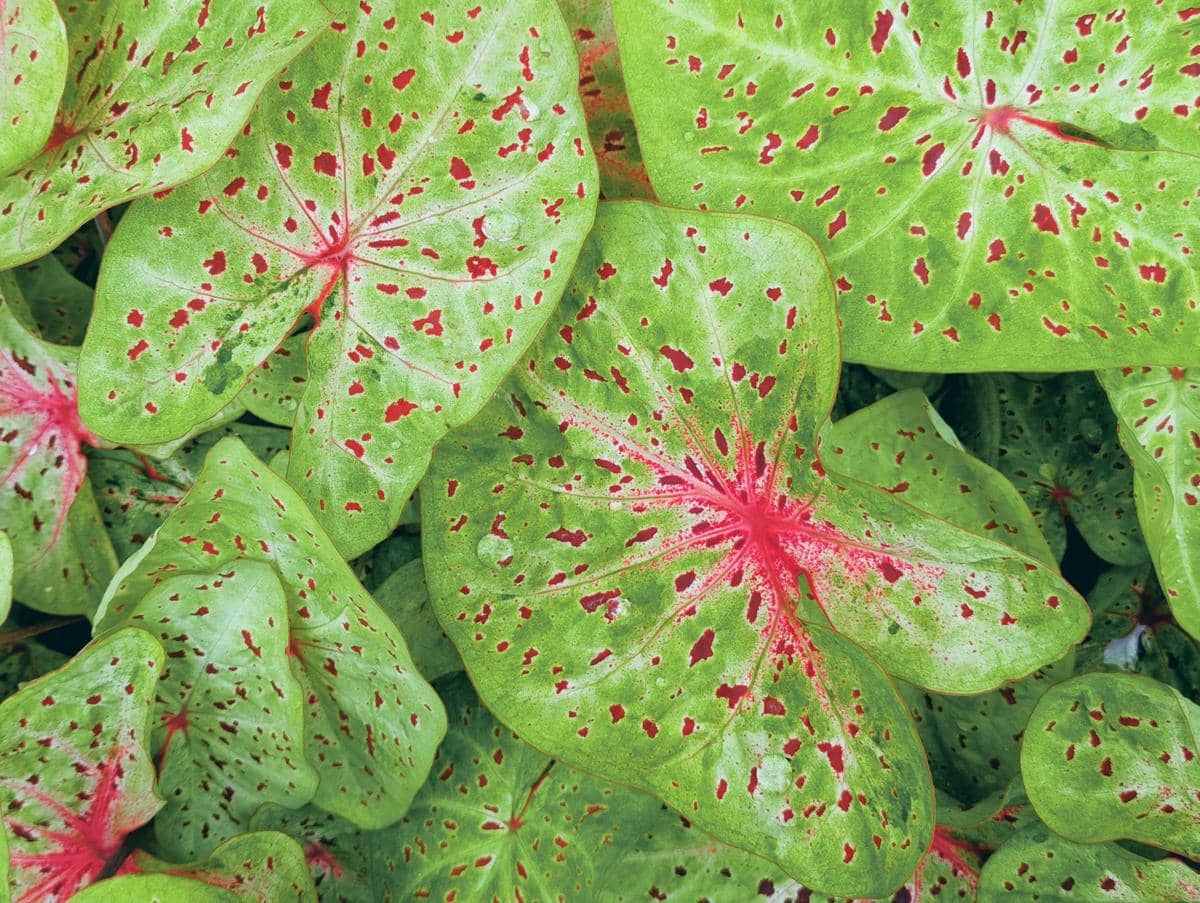 ilustrasi caladium miss muffet