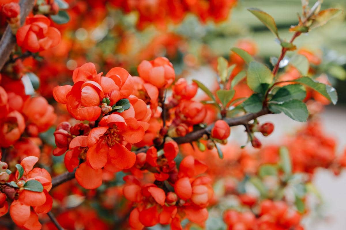 ilustrasi chaenomeles japonica